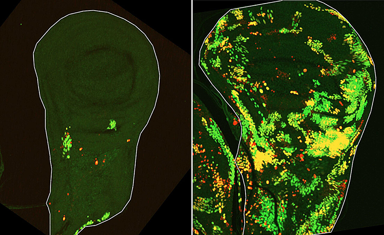 Scientists Finally Explain How Damaged Tissue Regenerates After Massive Cell Death