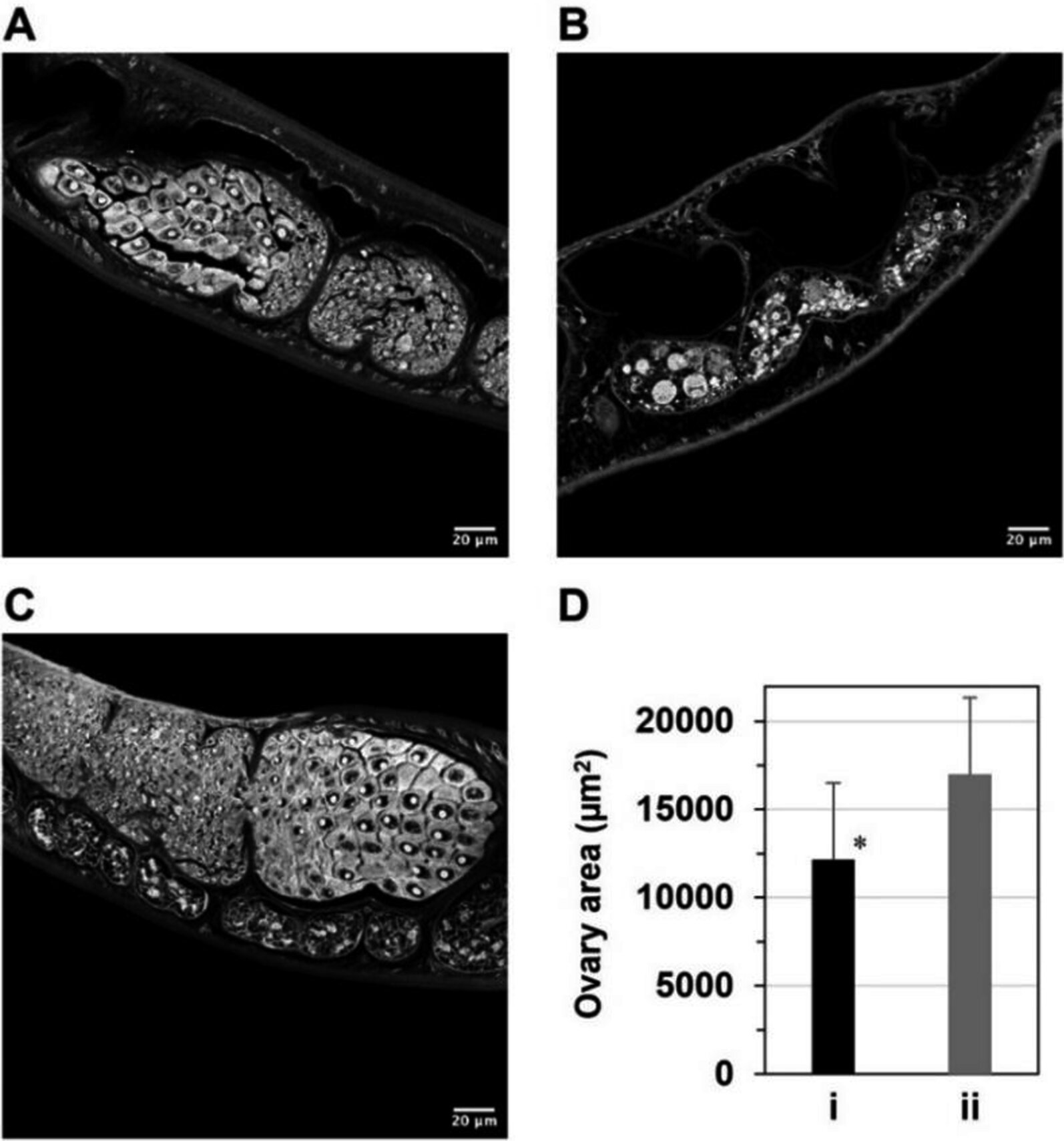 Iron-Snatching Compounds Show Promise as a New Way to Fight Parasitic Flatworms