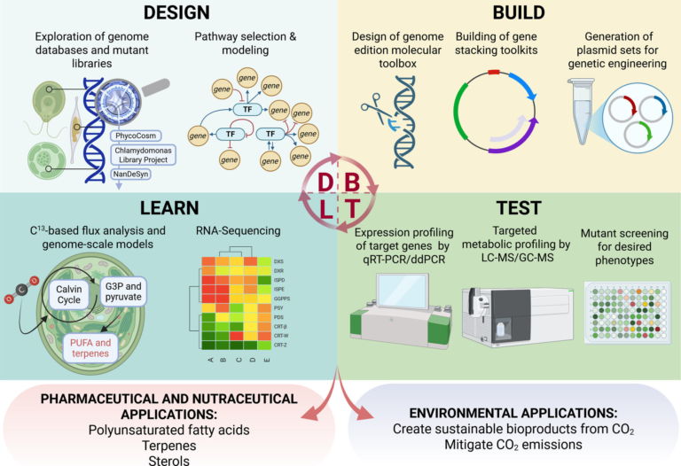 Microalgae Could Fuel Hawaiʻi’s Renewable Future