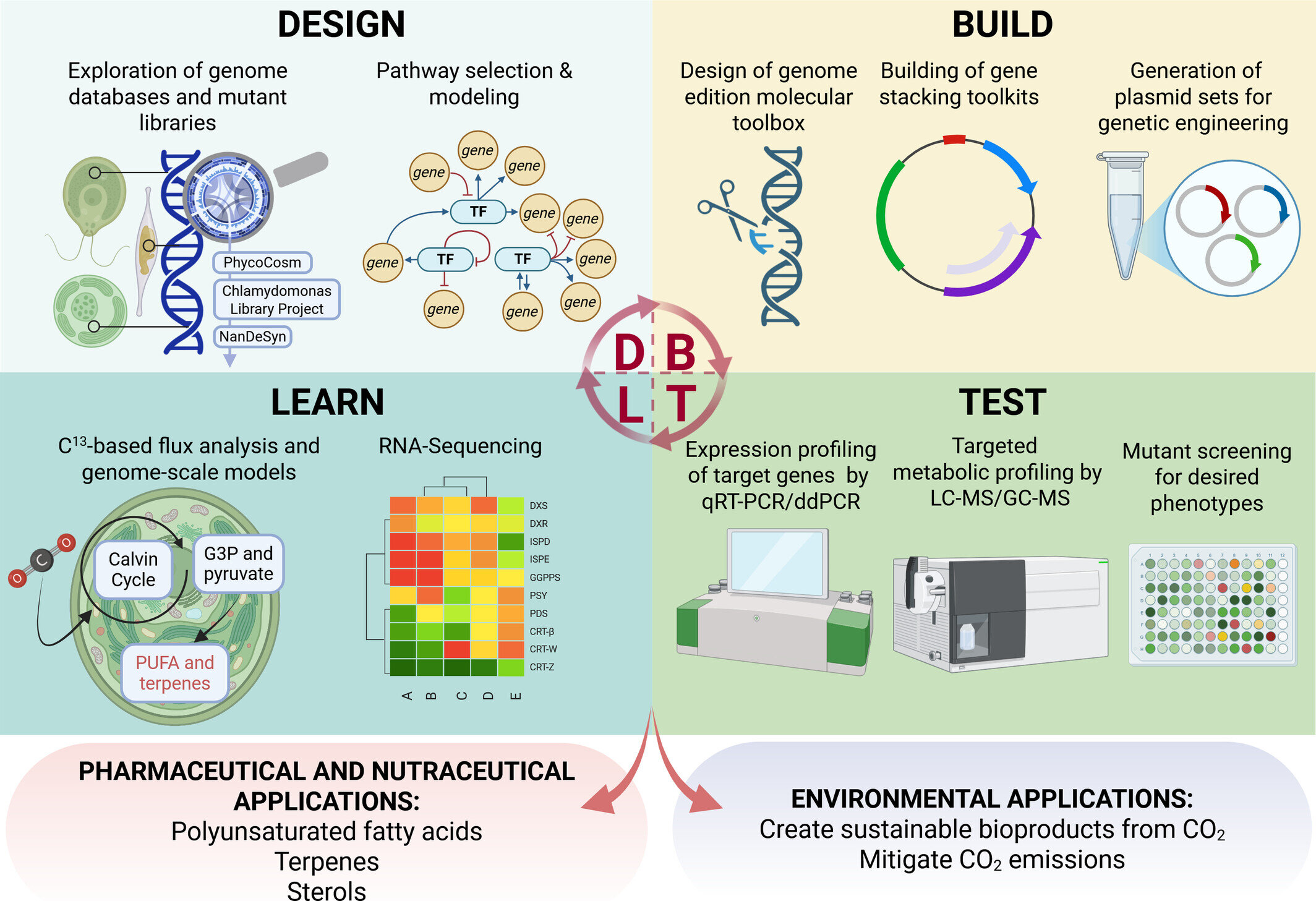 Microalgae Could Fuel Hawaiʻi’s Renewable Future