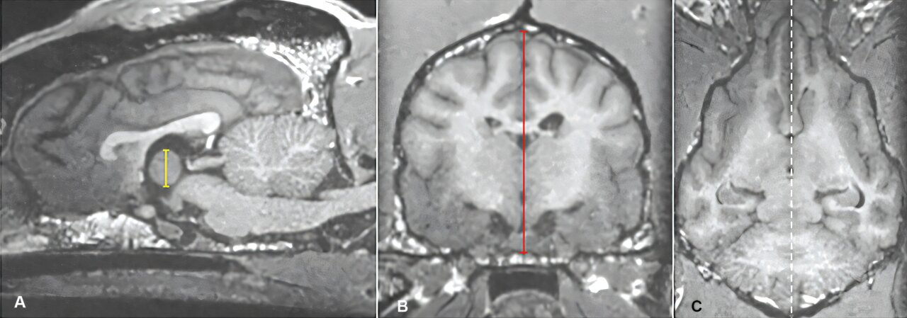 New Veterinary Guidelines Aim to Improve Diagnosis and Monitoring of Canine Cognitive Decline