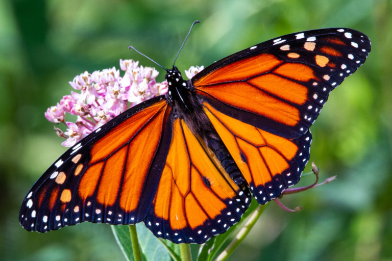 Warmer World Weakens Monarch Butterfly Defenses Against Parasites as Infections Triple Since 2002