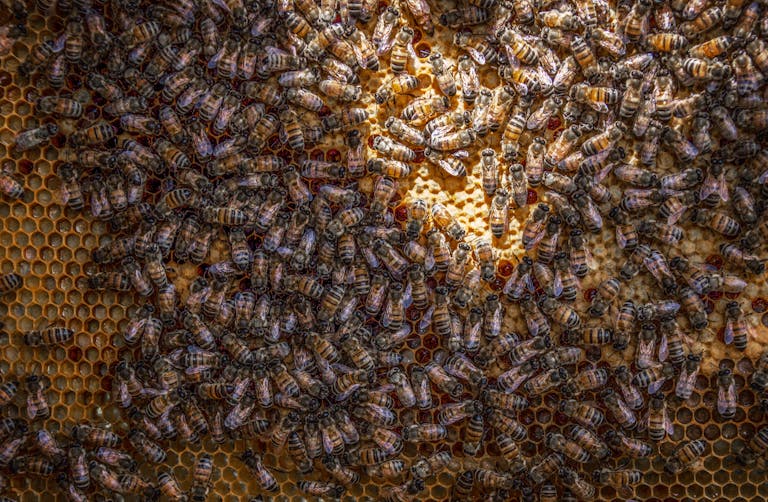 Macro shot of bees industriously working on a honeycomb in natural light.