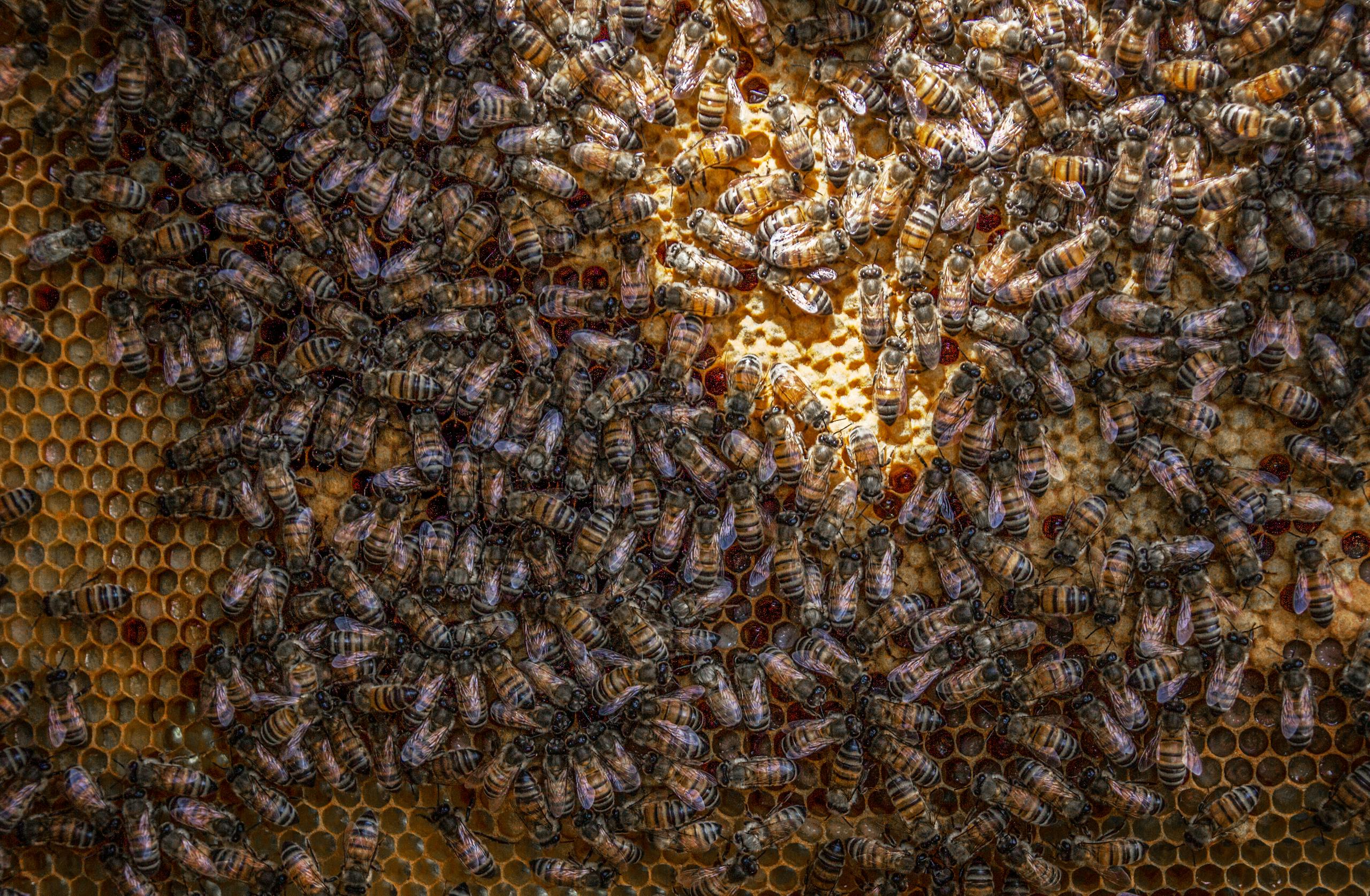 Macro shot of bees industriously working on a honeycomb in natural light.