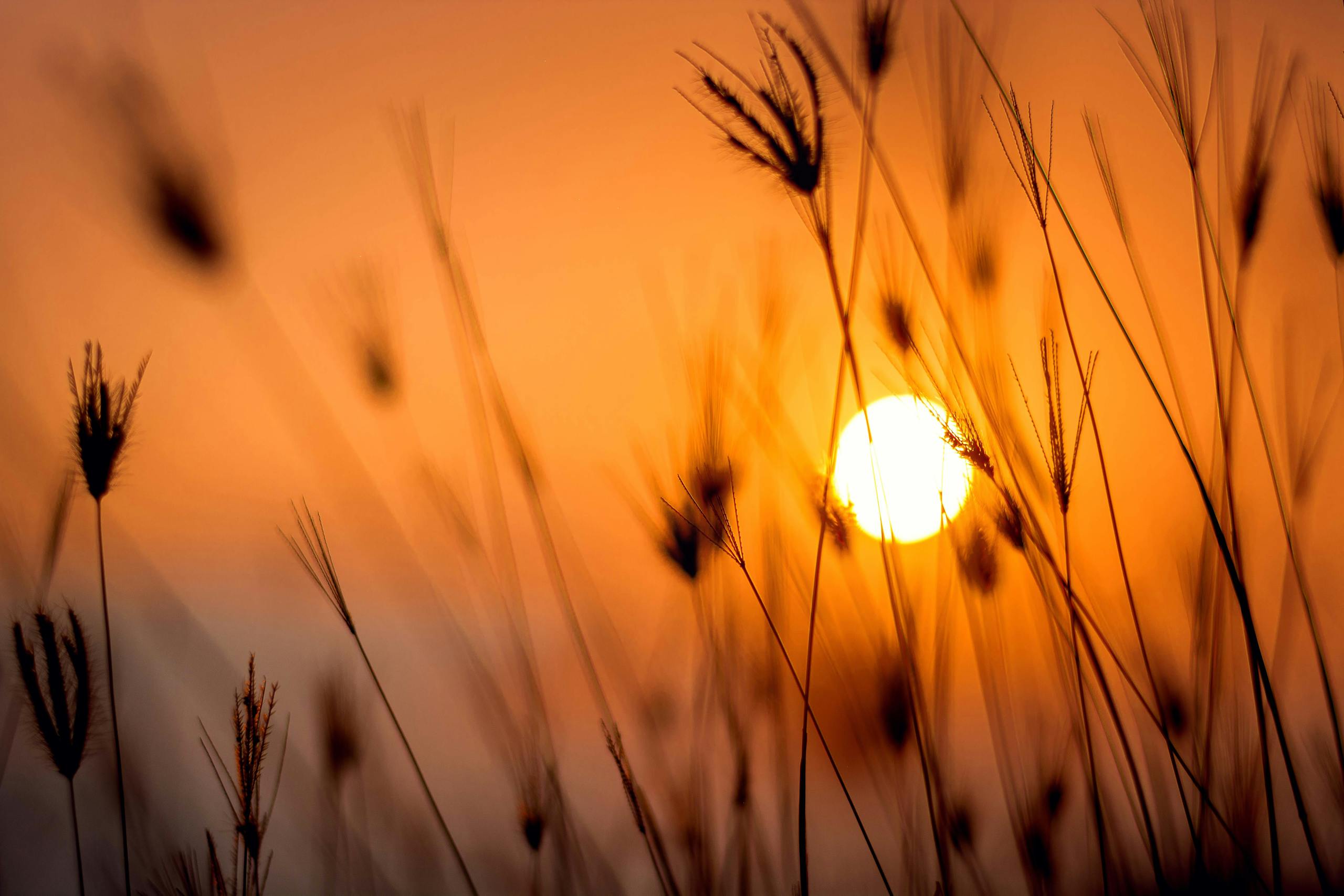 Silhouetted grass against a stunning orange sunset in a rural landscape.