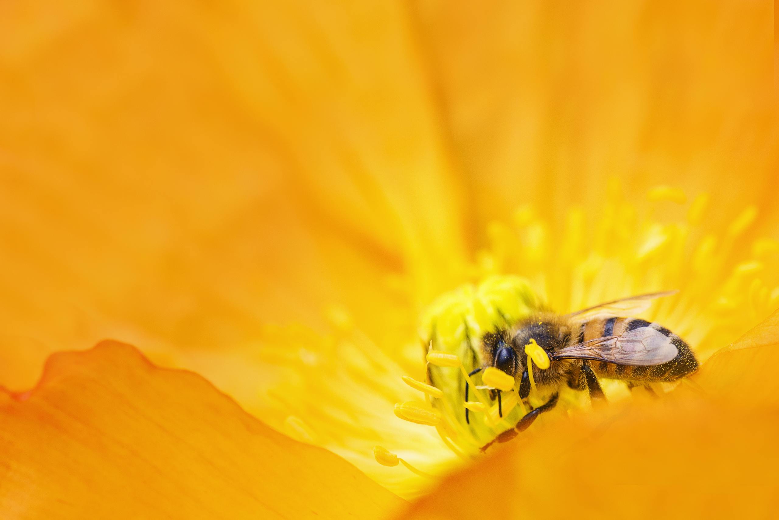 A detailed macro shot of a bee pollinating a bright orange flower, showcasing nature's beauty.