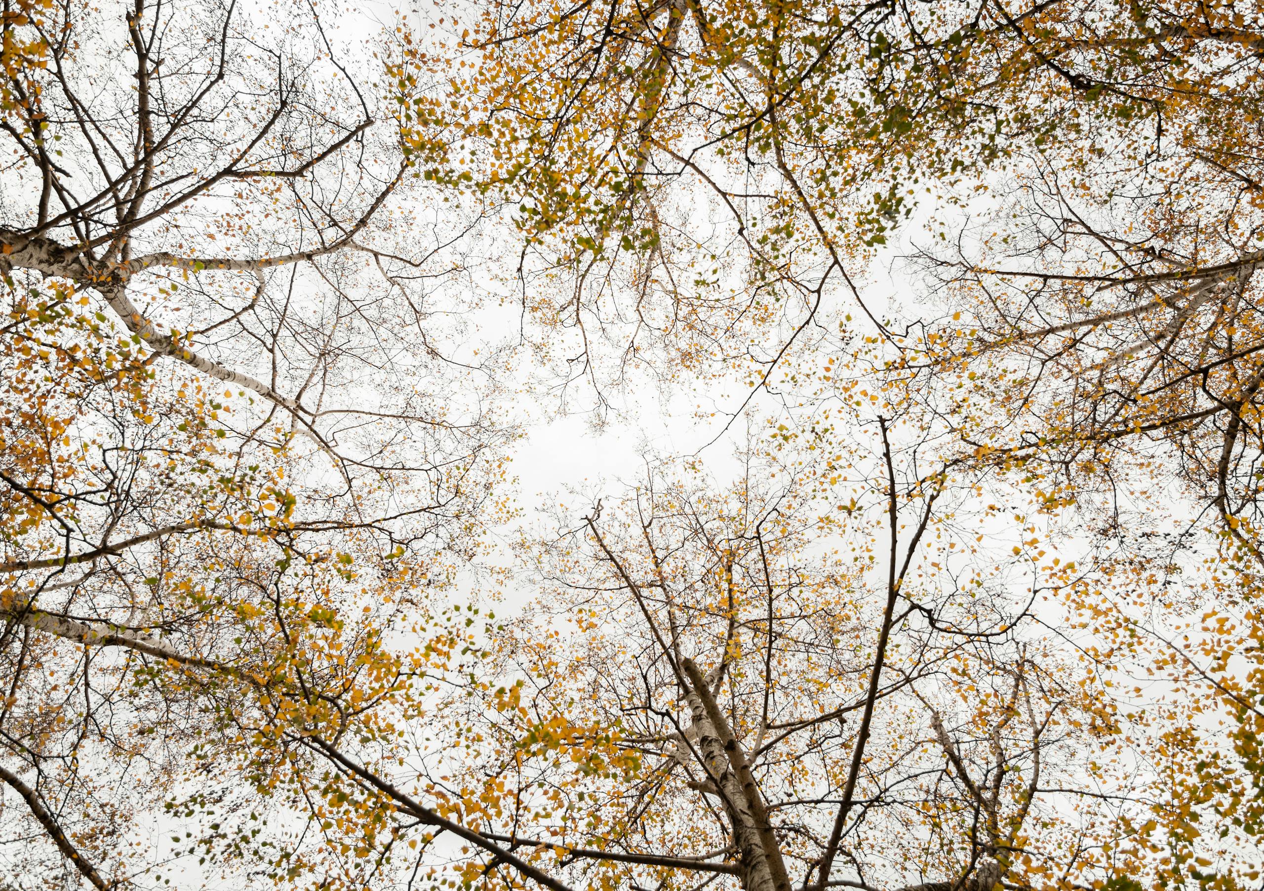 Captivating autumn foliage view from below in Melbourne. Golden leaves frame the serene sky.