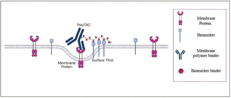 To Fight Cancer, Scientists Customize Cellular Proteins With Remarkable Precision