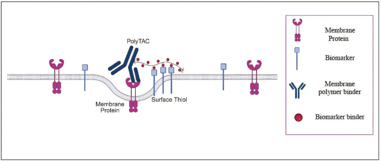 To Fight Cancer, Scientists Customize Cellular Proteins With Remarkable Precision