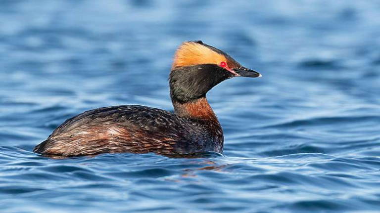 With Smart Planning, Birds and Floating Solar Can Share Water Bodies Without Conflict