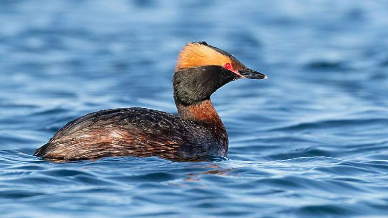 With Smart Planning, Birds and Floating Solar Can Share Water Bodies Without Conflict