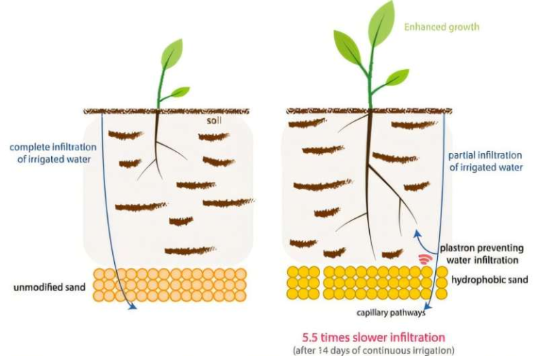 Engineers Create a Water-Saving Sand Layer to Help Plants Survive Drought Conditions