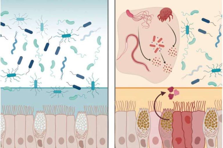 A Protein in the GI Tract Can Neutralize Many Bacteria and Strengthen the Body’s Natural Defenses
