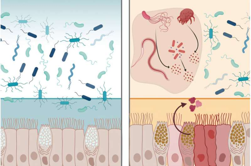 A Protein in the GI Tract Can Neutralize Many Bacteria and Strengthen the Body’s Natural Defenses