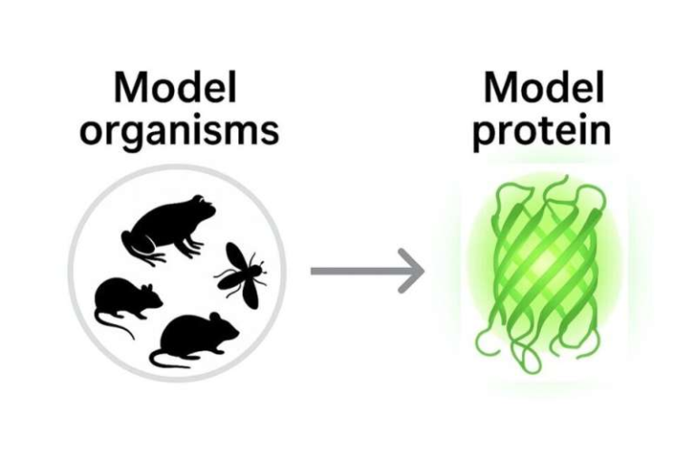 Chemist Proposes Shared Model Proteins to Improve Reproducibility in Protein Science