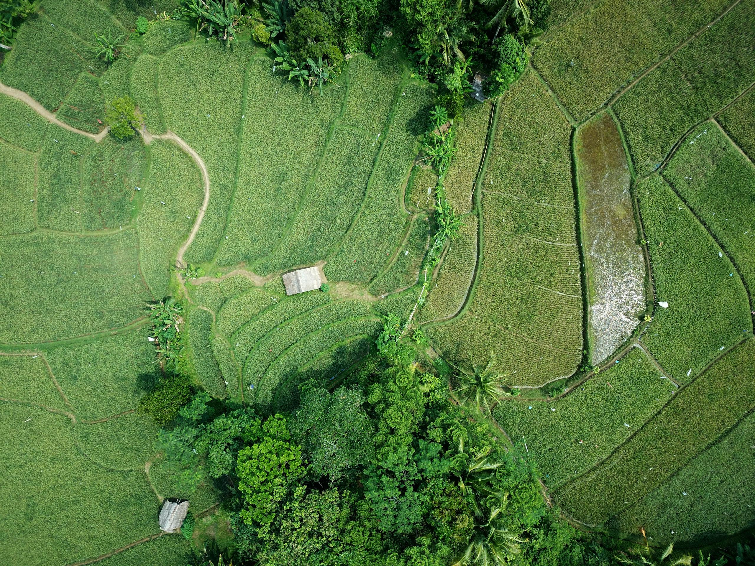 Stunning aerial view of lush green rice terraces in a rural landscape, showcasing natural beauty and agricultural patterns.