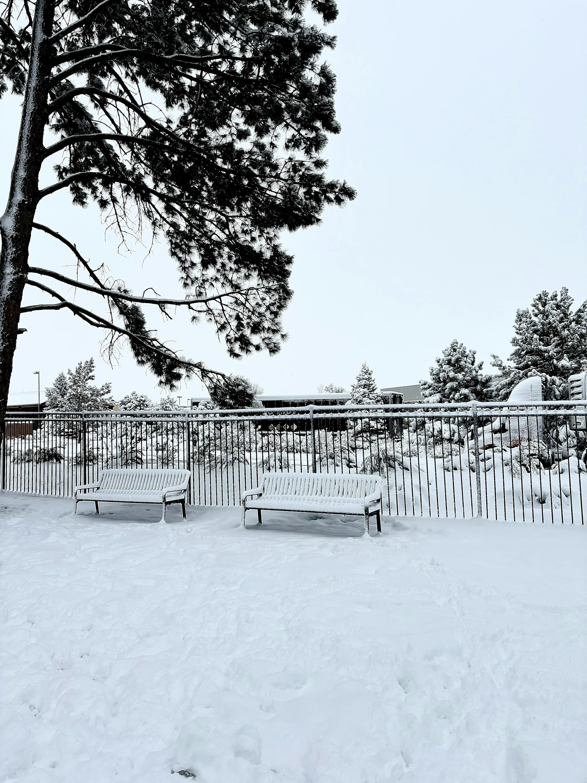 Tranquil snowy scene featuring benches surrounded by snowy trees in a Colorado park.