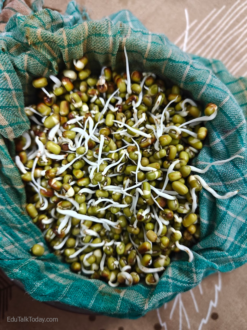 Green Sprouts Salad Green Sprouts Salad