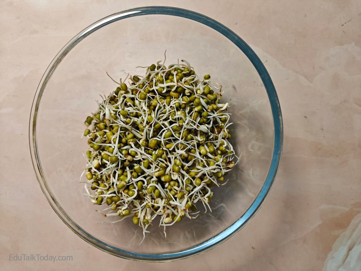 Green Sprouts Salad Green Sprouts Salad